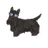Terrier écossais Scottie Chien