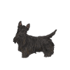 Scottish Terrier Scottie Dog