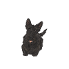 Scottish Terrier Scottie Dog