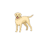 Labrador Lover Gifts
