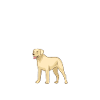 Labrador Lover Gifts