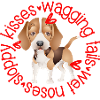 Cute Beagle, sloppy kisses