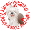 Cute Bearded Collie sloppy kisses