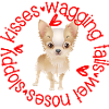 Cute Chihuahua, sloppy kisses