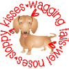 Cute Dachshund, sloppy kisses