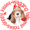 Cute Bassett Hound, sloppy kisses