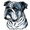 Grumpy English Bulldog