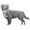 Retriever de la Nouvelle-Écosse