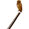 c'est chouette un hibou