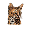 bengal cat, Rosetted Bengal Cat