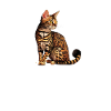 bengal cat, Rosetted Bengal Cat