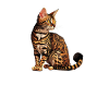 bengal cat, Rosetted Bengal Cat
