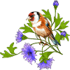 Bunter Vogel
