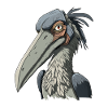 Shoebill