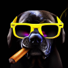 Cool black dog