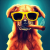 Cool brown dog