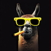 Cool llama with sunglasses