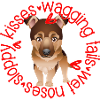 Cute German Shepherd, sloppy kisses