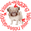 Cute Pug, sloppy kisses