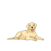 Labrador Lover Gifts