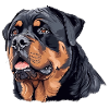 Dog Head, Rottweiler, Illustration