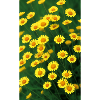 Pré fleuri