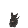 Terrier écossais Scottie Chien