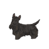 Scottish Terrier Scottie Dog