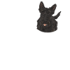Terrier écossais Scottie Chien