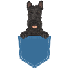 Terrier écossais Scottie Chien