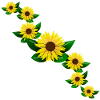 Solsikke gul solsikke mønster blomstre blomster