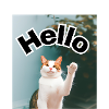 26529393 Hello Cat