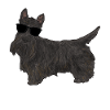 Scottish Terrier Scottie Dog