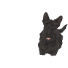 Scottish Terrier Scottie Dog