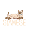 Siamese Cat Gifts