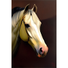 Horse's Head Oil Painting
