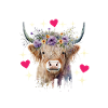Vache des Highlands Hochlandkuh
