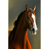 Horse's Head Oil Painting