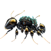 Ant Bee Robot