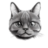 Chat Propriétaire Chat Domestique Chaton