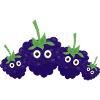 Blackberries,Family,Berries,Blackberry
