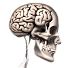 Brain