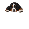 Berner Sennenhund