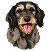 Coarse-haired dachshund