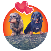 Lovable Dachshunds
