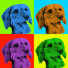 Dachshund x 4