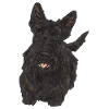 Scottish Terrier Scottie Dog