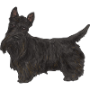 Terrier écossais Scottie Chien
