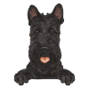 Scottish Terrier Scottie Dog