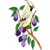 Bunter Vogel
